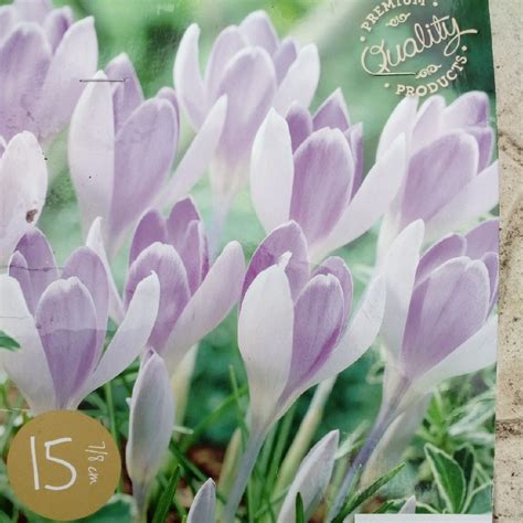 Crocus vernus 'Vanguard', Crocus 'Vanguard' in GardenTags plant ...