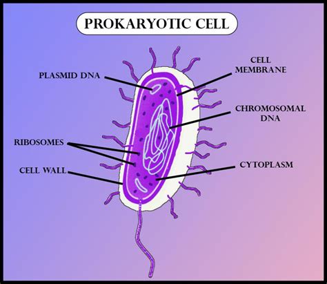 Simple Prokaryotic Cell Diagram