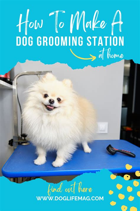 Your Guide On How To Make A DIY Dog Grooming Station At Home