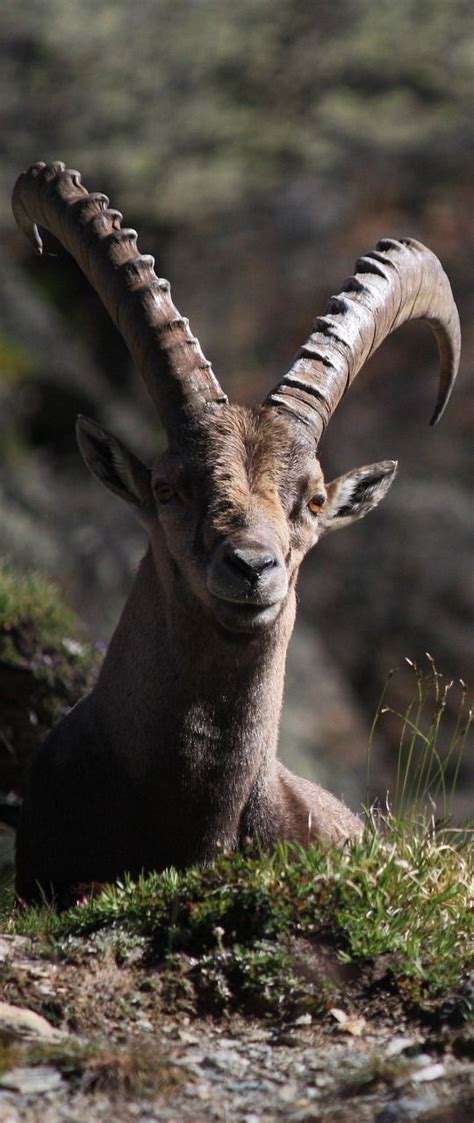 Picture of a ibex. #mammal #ibex Wild Animals Pictures, Nature Pictures, Animal Pictures, Wild ...