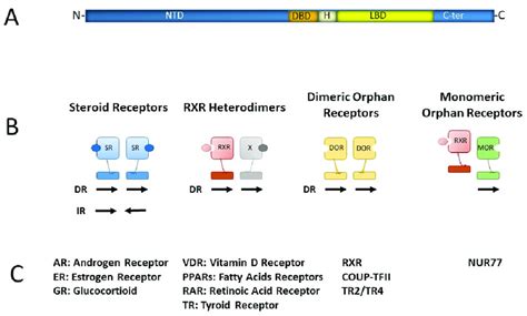 Nuclear receptors: (A) schematic structure of nuclear receptors. NTD ...