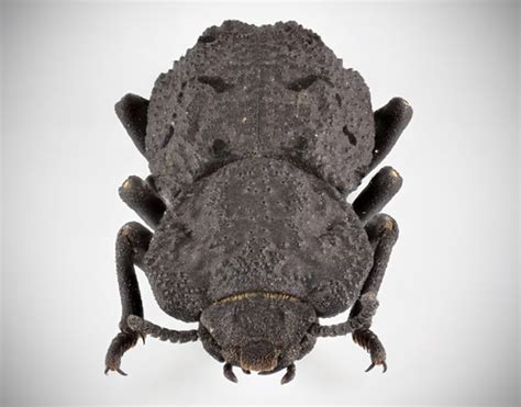 Diabolical Ironclad Beetle is Nearly Indestructible, Here's Why - TechEBlog