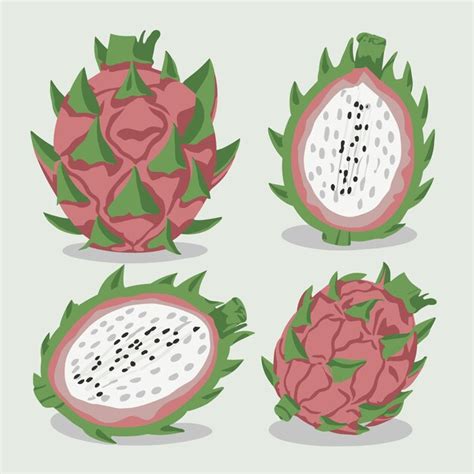 Premium Vector | Set of dragon fruit vector