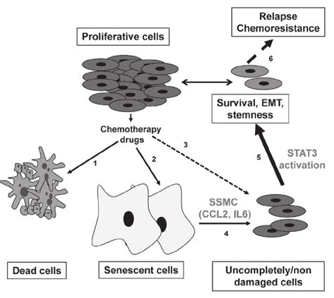 Model for melanoma chemoresistance. Chemotherapy treatment triggers ...