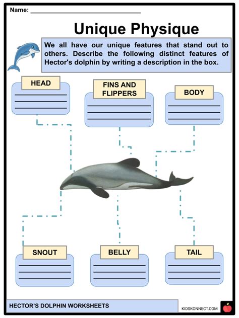 Hector's Dolphin Facts & Worksheets | Characteristics, Diet, Habitat