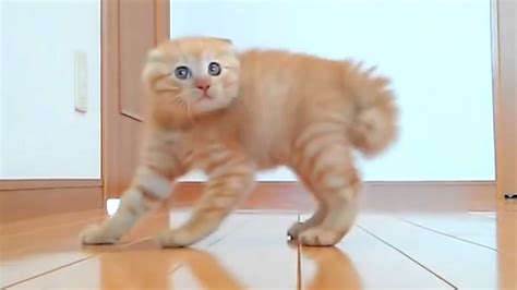 Funny Cats and Funny Moments of Funniest Cats Compilation 2016 – Funny Stories On The Net ...