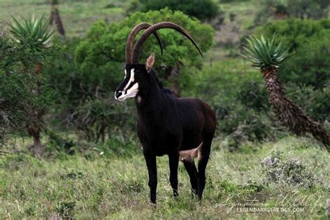 Fun Facts about the Sable Antelope | Wild Animals! Amino