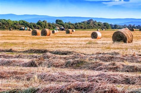 Premium Photo | Harvesting hay in the field at sunset