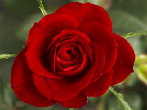 File:Small Red Rose.JPG - Wikipedia