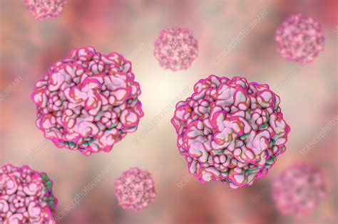 Feline panleukopenia virus, illustration - Stock Image - F019/6504 ...