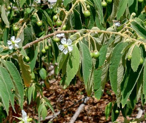 Strawberry Tree Aratiles Kerson Fruit Muntingia Calabura - 25 Seeds