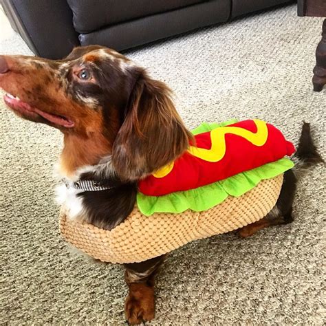 Cute Costumes for Sausage Dogs | dachshund-central | Funny dog pictures ...