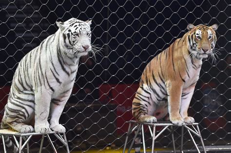 Ringling Brothers Circus Closing: What Happens to Animals? | Time