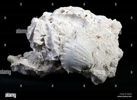 Fossiliferous Limestone (Sedimentary Rock Stock Photo - Alamy