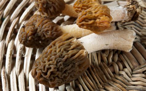 False Morels? Two Types To Look Out For - FreshCap Mushrooms