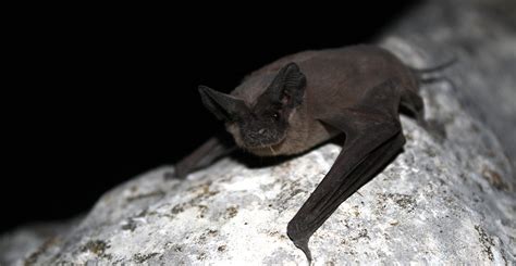 Cave life: creatures that lurk in the shadows | Natural History Museum