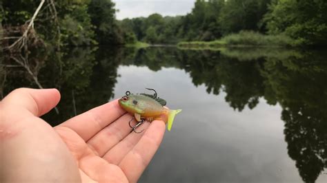 Fishing with a Tiny Bluegill Swimbait | Awesome Results! – Bass Manager ...