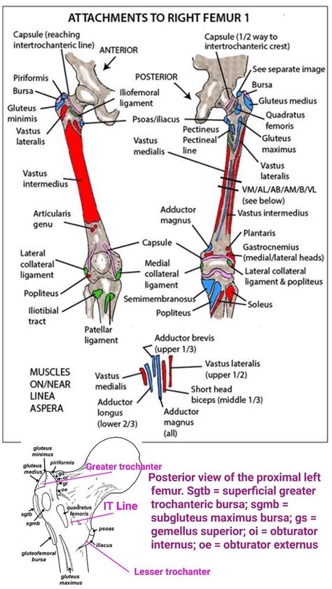 Anatomy of the Femur: Gluteus Medius and Adductor Magnus