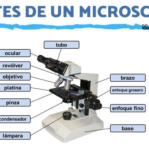 PARTES MICROSCOPIO - rompecabezas en línea