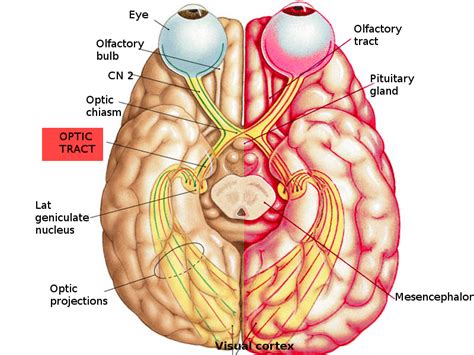 Neuroanatomy, Optic Tract - StatPearls - NCBI Bookshelf