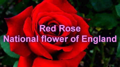 Red rose National flower of England - YouTube