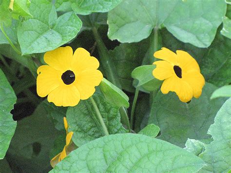 Black-Eyed Susan Vine (Thunbergia alata) in Lancaster York Harrisburg Pennsylvania PA at ...