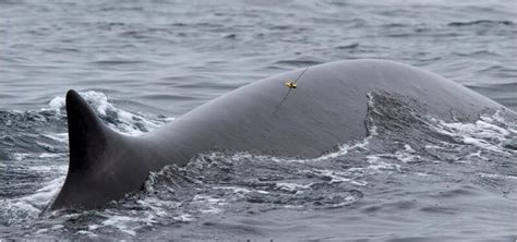 Long-term tracking of whale feeding behavior via satellite now possible ...