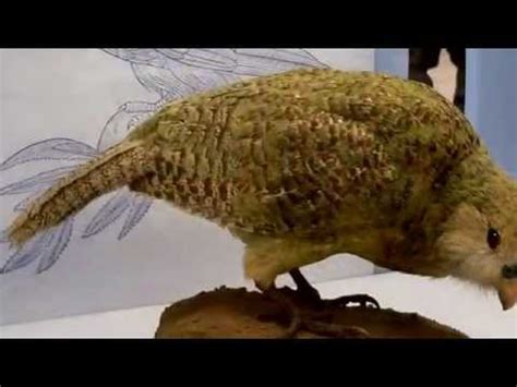 Kakapo Facts: 11 Facts about the Kakapo - YouTube