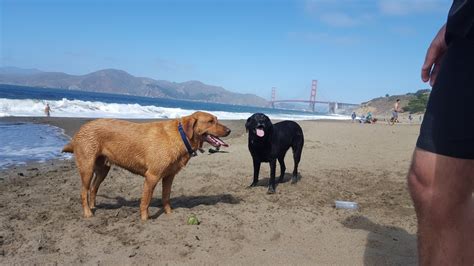 Dog-Friendly San Francisco: All the Best Parks, Restaurants, and Shops ...