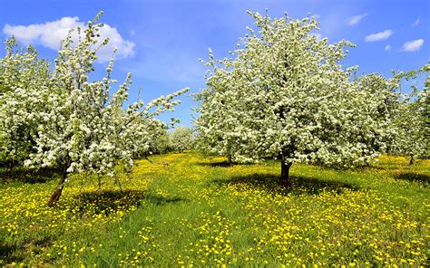 Fotos von Natur Frühling Löwenzahn Gras Blühende Bäume 1920x1200