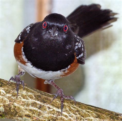 Spotted Towhee Survives Nest Disturbance - Wildlife Rescue Association of BC