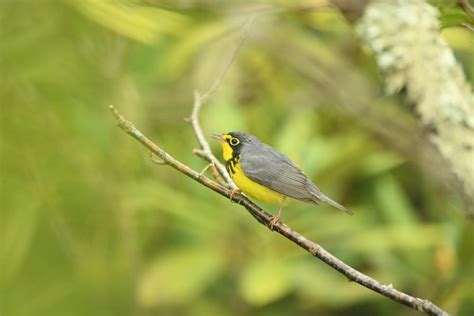 Bird Watching in Mountain Maryland