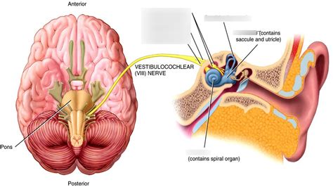 Vestibulocochlear nerve Diagram | Quizlet