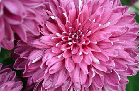 Pink Mums Free Stock Photo - Public Domain Pictures