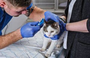 How To Treat Cat Mange - Tuxedo Cat