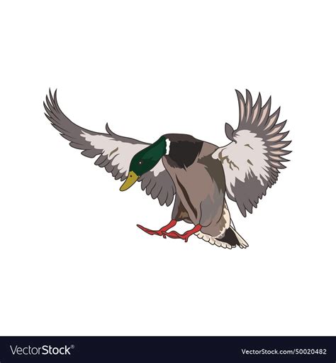 Duck mallard hunting logo Royalty Free Vector Image