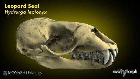 Smile of the Leopard Seal - 3D model by Evans EvoMorph Lab (@arevans ...