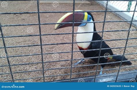 Most Attractive White Throated Toucan in Cage Stock Image - Image of forest, natural: 242023635