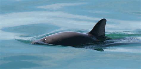 Vaquita Facts and Conservation Information