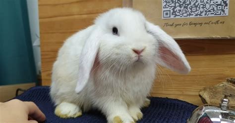 Rabbits for sale in Singapore!: (sold) vienna harlequin mini lop mostly ...