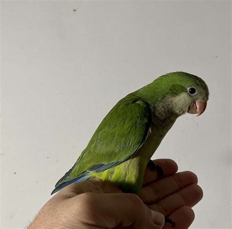 Baby green quaker parrot male