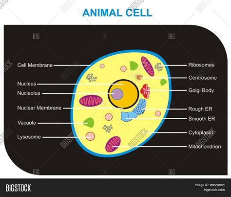 VECTOR - Cross Vector & Photo (Free Trial) | Bigstock