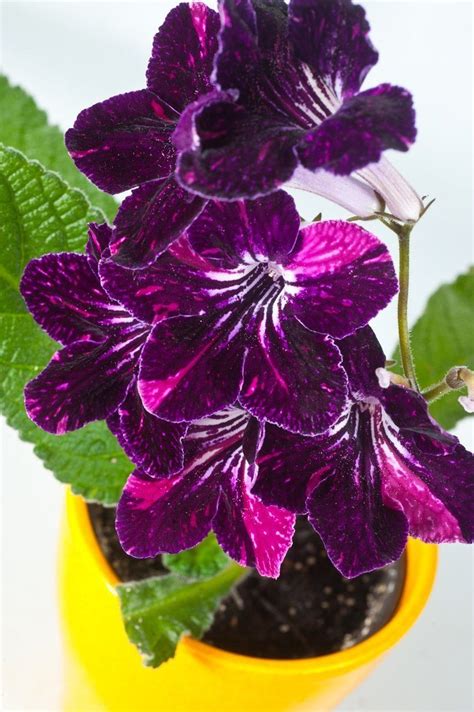 Add Some Color! 5 Cheery, Easy-to-Grow Indoor Flowering Plants | Indoor flowering plants ...