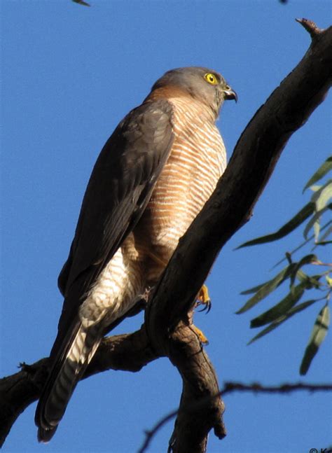 Brown Goshawk - Birds SA