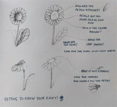 Three simple steps to improve your nature drawing — Drawn Into Nature