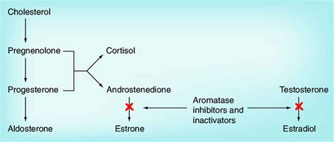 Aromatase inhibitors drugs uses, aromatase inhibitors side effects