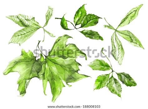 144 Sycamore Watercolor Leaves Images, Stock Photos & Vectors ...