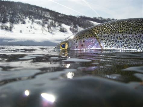Colorado's Best Winter Fly Fishing Streams - blog.vailvalleyanglers.com