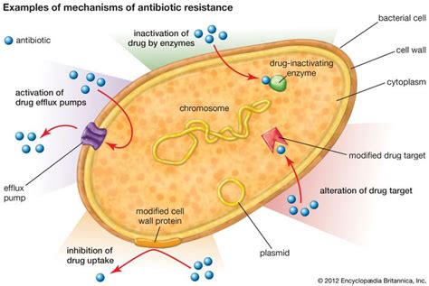 Antibiotic resistance | Britannica