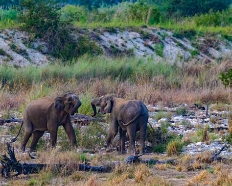 Large Herd of Elephants Meandering through the Landscape in Unison Stock Photo - Image of ...